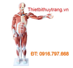 MÔ HÌNH GIẢI PHẪU CƠ THỂ NGƯỜI CAO 80CM VỚI CƠ QUAN NỘI TẠNG