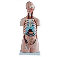 Mô hình cơ thể người 85cm 20 bộ phận /Sexless Torso 20 Parts 85CM -206 /Mô hình giải phẫu cơ thể người 85CM 20 phần -206