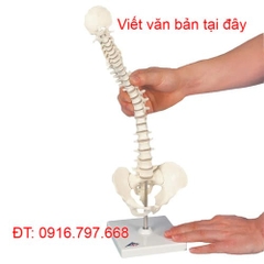 MÔ HÌNH CỘT SỐNG LINH HOẠT THU NHỎ CÓ THỂ THÁO RỜI 3B SCIENTIFIC 1000043