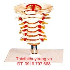 MÔ HÌNH GIẢI PHẪU ĐỐT SỐNG CỔ GD/A11107