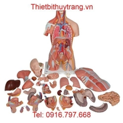 Mô Hình Giải Phẫu Người Bán Thân 31 Phần 3B Scientific 1000203