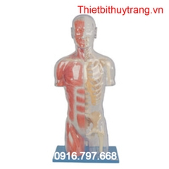 MÔ HÌNH GIẢI PHẪU HỆ CƠ BÁN THÂN TRONG SUỐT CÓ CƠ BẮP GD/A10006