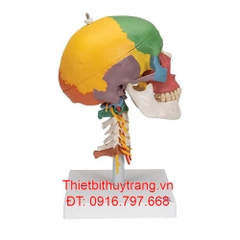 MÔ HÌNH HỘP SỌ 4 PHẦN VỚI CỘT SỐNG CỔ 3B SCIENTIFIC 1020161
