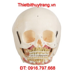 MÔ HÌNH GIẢI PHẪU HỘP SỌ TRẺ EM GD/A11114