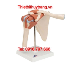 Mô Hình Giải Phẫu Khớp Bả Vai Cao Cấp 3B Scientific 1000162