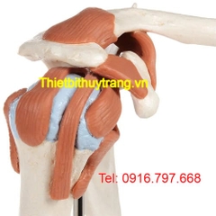 Mô Hình Giải Phẫu Khớp Bả Vai Cao Cấp 3B Scientific 1000162