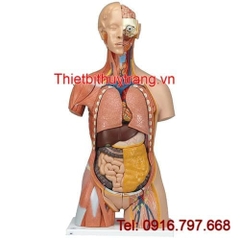 Mô Hình Giải Phẫu Người Bán Thân 31 Phần 3B Scientific 1000203