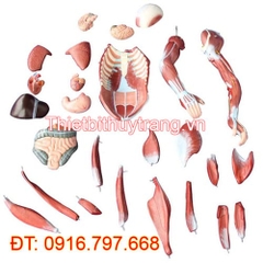 MÔ HÌNH GIẢI PHẪU CƠ THỂ NGƯỜI CAO 80CM VỚI CƠ QUAN NỘI TẠNG