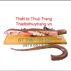 MÔ HÌNH GIẢI PHẪU THẰN LẰN