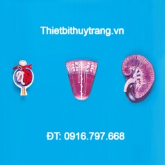 MÔ HÌNH GIẢI PHẪU THẬN VỚI NEPHRON VÀ CẦU THẬN GD/A14007