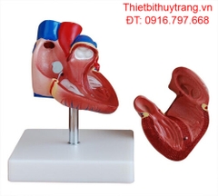 MÔ HÌNH TRÁI TIM NGƯỜI KÍCH THƯỚC THẬT MẪU TIÊN TIẾN