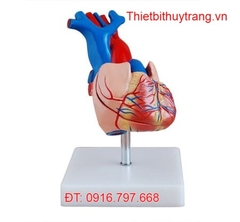MÔ HÌNH GIẢI PHẪU TRÁI TIM NGƯỜI KÍCH THƯỚC THẬT