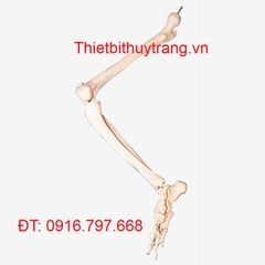 MÔ HÌNH GIẢI PHẪU XƯƠNG CHI DƯỚI GD/A11131