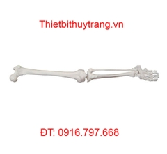 MÔ HÌNH GIẢI PHẪU XƯƠNG CHI DƯỚI KÍCH THƯỚC THẬT