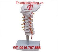 MÔ HÌNH GIẢI PHẪU XƯƠNG CỘT SỐNG CỔ CÓ ĐỘNG MẠCH TT-133