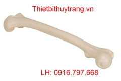 MÔ HÌNH GIẢI PHẪU XƯƠNG ĐÙI NGƯỜI 1019360 - 3B SCIENTIFIC