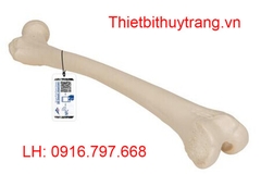 MÔ HÌNH GIẢI PHẪU XƯƠNG ĐÙI NGƯỜI 1019360 - 3B SCIENTIFIC