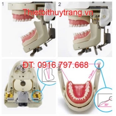 MÔ HÌNH THỰC HÀNH GIẢNG DẠY NHA KHOA NISSIM TYPE 2