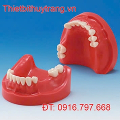 MÔ HÌNH GIẢNG DẠY NHA KHOA HÀM NƯỚU CỨNG NISSIN