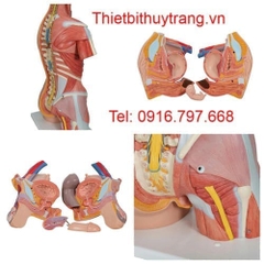 Mô Hình Giải Phẫu Người Bán Thân 31 Phần 3B Scientific 1000203
