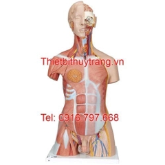 Mô Hình Giải Phẫu Người Bán Thân 31 Phần 3B Scientific 1000203