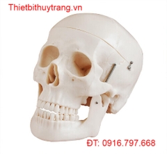 MÔ HÌNH HỘP SỌ KÍCH THƯỚC THẬT CHẤT LƯỢNG CAO