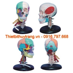 MÔ HÌNH HỘP SỌ NGƯỜI LỚN VỚI MÀU CƠ TRÁI XƯƠNG PHẢI VỚI CƠ CỔ GD/A11111/4  