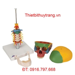 MÔ HÌNH HỘP SỌ 4 PHẦN VỚI CỘT SỐNG CỔ 3B SCIENTIFIC 1020161