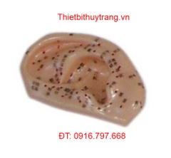 MÔ HÌNH HUYỆT ĐẠO CHÂM CỨU TAI NGƯỜI TỈ LỆ 1:1