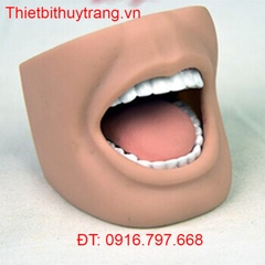 MÔ HÌNH MIỆNG NGƯỜI LỚN CÓ ĐẦY ĐỦ RĂNG GD/H11-1