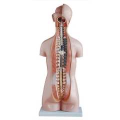 Mô hình cơ thể người 85cm 20 bộ phận /Sexless Torso 20 Parts 85CM -206 /Mô hình giải phẫu cơ thể người 85CM 20 phần -206