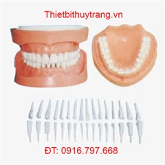 MÔ HÌNH RĂNG CÓ THỂ THÁO RỜI VỚI CHÂN RĂNG GD/B10029