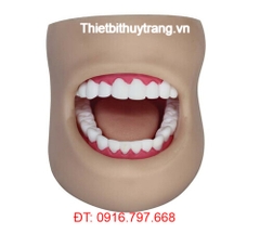 MÔ HÌNH RĂNG MIỆNG ĐẦY ĐỦ BỘ PHẬN