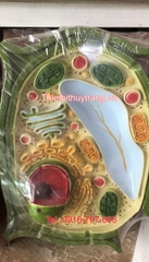 Mô Hình Tế Bào Động Vật