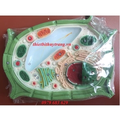 MÔ HÌNH TẾ BÀO THỰC VẬT- MÔ HÌNH CẤU TRÚC TẾ BÀO THỰC VẬT