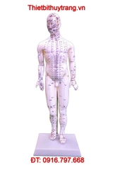 MÔ HÌNH THỰC HÀNH CHÂM CỨU HUYỆT ĐẠO NAM 46CM TT-505