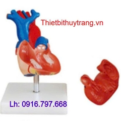 Mô Hình Tim Người Kích Thước Thật