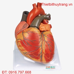 MÔ HÌNH TIM PHÓNG ĐẠI GẤP 4 LẦN GD/A16006