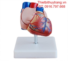 MÔ HÌNH TRÁI TIM NGƯỜI KÍCH THƯỚC THẬT MẪU TIÊN TIẾN
