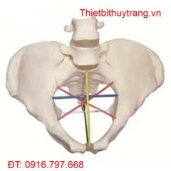 MÔ HÌNH XƯƠNG CHẬU KÍCH THƯỚC THẬT 3 CHIỀU GD/F24