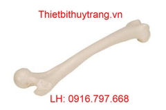 MÔ HÌNH GIẢI PHẪU XƯƠNG ĐÙI NGƯỜI 1019360 - 3B SCIENTIFIC