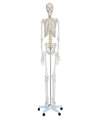 Mô hình hệ xương người kích thước thật cao 180cm - 101 /Mô hình hệ xương người kích thước thật - 101 /Life-Size Skeleton 180cm Tall - 101