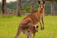 Tour Úc 5N4Đ: Khám phá Sydney - Free Day