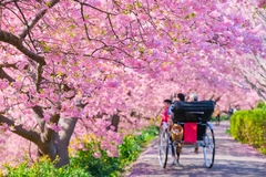 Tour Nhật Bản 4N4Đ: Tokyo - Yamanashi - Núi Phú Sĩ - Aeon Mall Narita