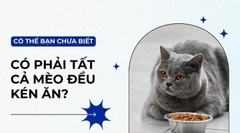 Tìm hiểu nguyên nhân và cách khắc phục mèo kén ăn