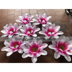 Hoa cúc múa 21 cánh phối màu siêu đẹp, nan sắt đàn hồi cực bền