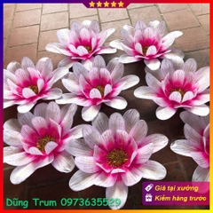 Hoa cúc múa 21 cánh phối màu siêu đẹp, nan sắt đàn hồi cực bền