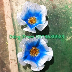Hoa múa biểu diễn 40cm 10 cánh