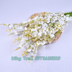 Hoa Lan Vũ Nữ Trang Trí Gồm 5 Nhánh Dài 1m Đủ Màu Sắc