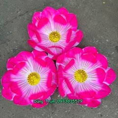 Hoa sen hồng múa biểu diễn chất liệu vải lụa nan sắt có chun dưới đế